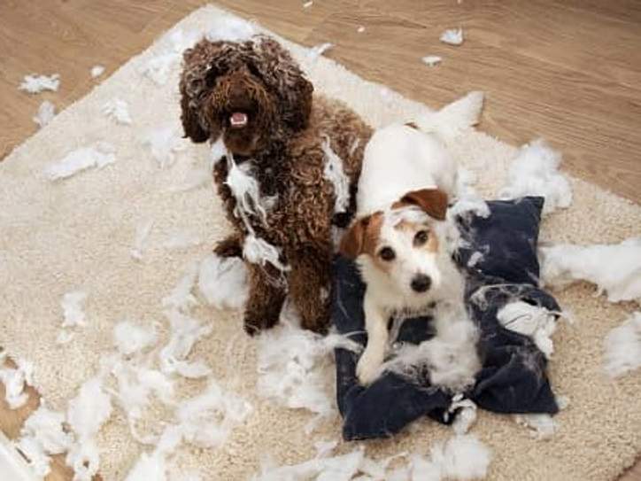 The History of 'Havoc' Merriamster